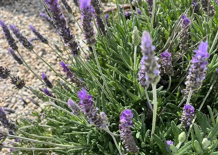 Kareshome-privacy-view Апартаменты Panormos (Kalymnos)